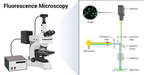 microscopy objectives overview diagram