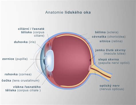graf anatomie očí