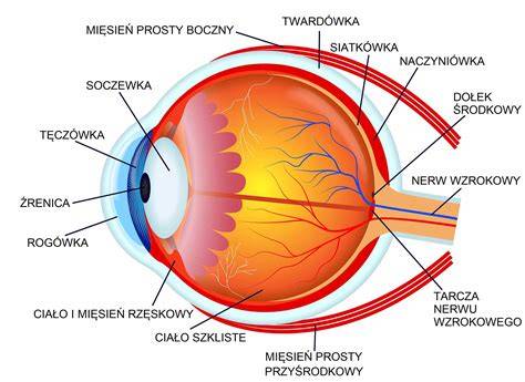 ilustracni obrazek oci fotoreceptory