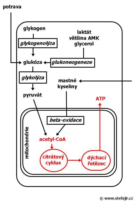 zpm-anticke-energie-a-bunky