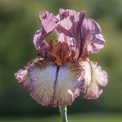 iris-zabrana-pribeh