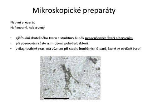 Mikroskopické záznamy a struktury buněk