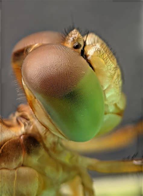 makro detailní fotografie Apexel
