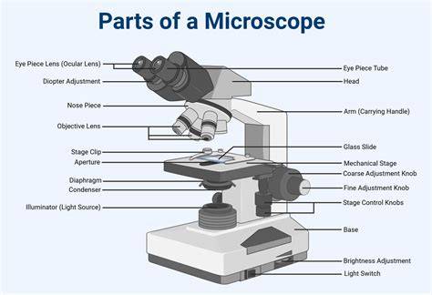 microscope parts labeled