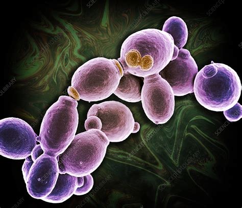 Candida albicans SEM vzorek na podložce