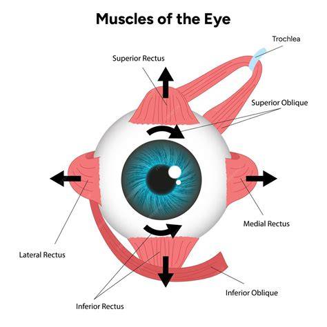 illustrative diagram of eye muscles and eye movements