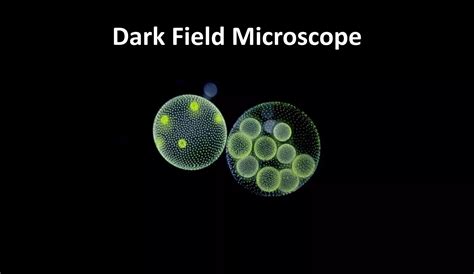 darkfield-mikroskop-zobrazeni-krevni-natěr